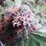 семена индийской конопли Red Purps feminised Female Seeds