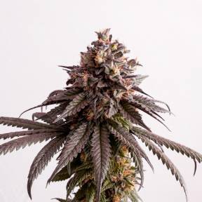 Gelato-K feminised Kannabia Seeds
