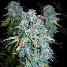 Serious Happiness regular Serious Seeds