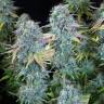 семена конопли наложенным платежом Serious Happiness regular Serious Seeds семена конопли наложенным платежом Serious Happiness regular Serious Seeds