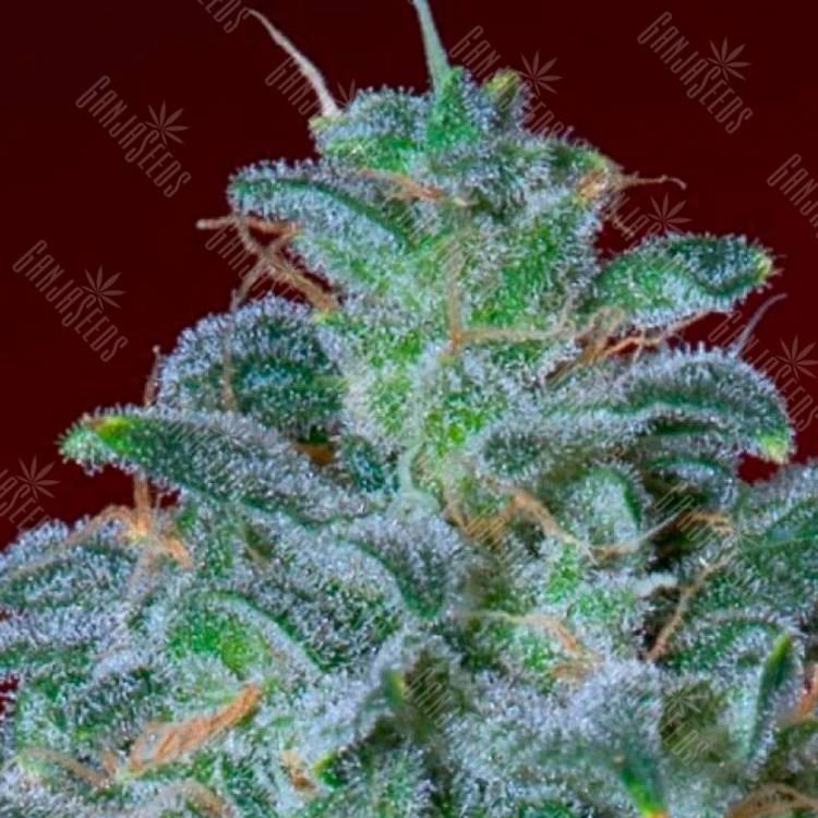Семена конопли оптом Auto Mohan Ram feminised GanjaLiveSeeds Семена конопли оптом Auto Mohan Ram feminised GanjaLiveSeeds