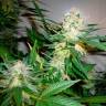 хорошие семена конопли Great White Shark feminised хорошие семена конопли Great White Shark feminised