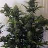 семена конопли в интернете Cheese Berries feminised семена конопли в интернете Cheese Berries feminised