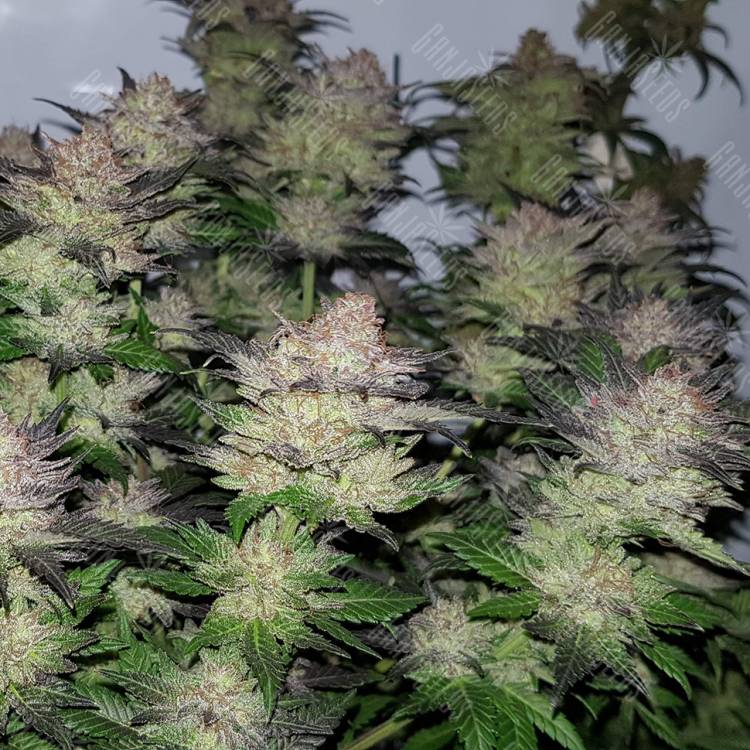 семена конопли гидропоники Auto Critical CBD feminised семена конопли гидропоники Auto Critical CBD feminised