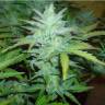семена конопли для курения Auto Buddha White Dwarf feminised Buddha Seeds семена конопли для курения Auto Buddha White Dwarf feminised Buddha Seeds