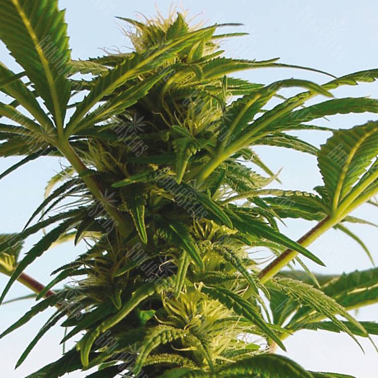 семена конопли гидропоники Aspan feminised Bang Seeds семена конопли гидропоники Aspan feminised Bang Seeds