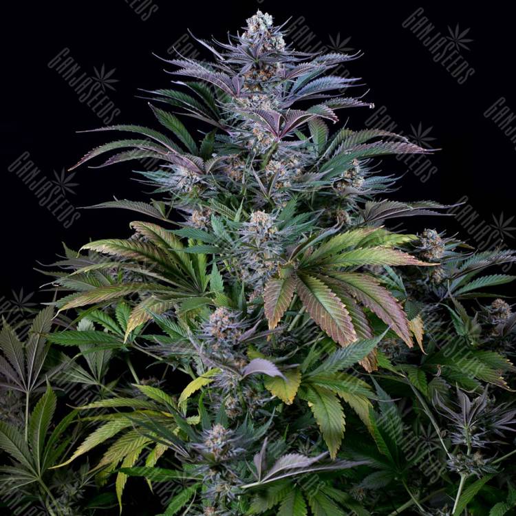 семена конопли медицинской Silver Haze regular Ganja Seeds семена конопли медицинской Silver Haze regular Ganja Seeds
