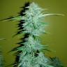 семена конопли аутдор Auto CBD Lemon Potion feminised Barneys Farm
