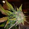семена конопли элитных сортов Auto CBD Lemon Potion feminised Barneys Farm