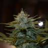 семена конопли марихуаны Auto CBD Lemon Potion feminised Barneys Farm