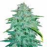 семена конопли в интернете Auto CBD Lemon Potion feminised Barneys Farm