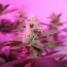 семена конопли Россия CBD Rich Mix feminised Dutch Passion Seeds семена конопли Россия CBD Rich Mix feminised Dutch Passion Seeds