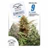 заказ семян конопли Москва CBD Rich Mix feminised Dutch Passion Seeds заказ семян конопли Москва CBD Rich Mix feminised Dutch Passion Seeds