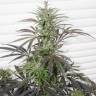 семена культурной конопли купить CBD Rich Mix feminised Dutch Passion Seeds семена культурной конопли купить CBD Rich Mix feminised Dutch Passion Seeds