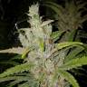 семена конопли Москва SexBud feminised Female Seeds