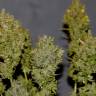 семена конопли курьером SexBud feminised Female Seeds