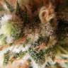 семена конопли f1 в оригинальной упаковке Kreamy Karamel feminised Kannabia Seeds