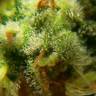 семена сортовой конопли Kreamy Karamel feminised Kannabia Seeds