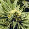 семена конопли в интернете AK-48 regular Nirvana Seeds семена конопли в интернете AK-48 regular Nirvana Seeds