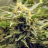 семена конопли гидропоники AK-48 regular Nirvana Seeds семена конопли гидропоники AK-48 regular Nirvana Seeds