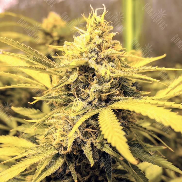 семена конопли аутдор AK-48 regular Nirvana Seeds семена конопли аутдор AK-48 regular Nirvana Seeds