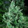 семена культурной конопли купить Kandy Kush regular Reserva Privada