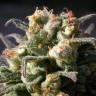 где можно заказать семена конопли Warlock regular Serious Seeds где можно заказать семена конопли Warlock regular Serious Seeds