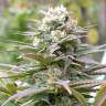заказать на сайте семена конопли Warlock regular Serious Seeds заказать на сайте семена конопли Warlock regular Serious Seeds