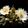 Семена кактусов Ariocarpus trigonus elongatus Семена кактусов Ariocarpus trigonus elongatus