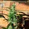 Автоцветущие сорта конопли Auto Blow Mind feminised GanjaLiveSeeds Автоцветущие сорта конопли Auto Blow Mind feminised GanjaLiveSeeds