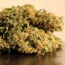 Семена конопли недорого Auto Blow Mind feminised GanjaLiveSeeds Семена конопли недорого Auto Blow Mind feminised GanjaLiveSeeds