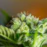 Семена каннабиса недорого Auto Blow Mind feminised GanjaLiveSeeds Семена каннабиса недорого Auto Blow Mind feminised GanjaLiveSeeds