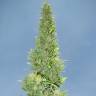 семена конопли элитных сортов Auto Durban Poison feminised семена конопли элитных сортов Auto Durban Poison feminised
