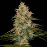 заказ семян конопли Москва Chocolope Kush feminised DNA Genetics