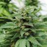 урожайные семена конопли Karibbean Mango feminised Kannabia Seeds урожайные семена конопли Karibbean Mango feminised Kannabia Seeds