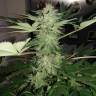 семена конопли в оригинальных упаковках Karibbean Mango feminised Kannabia Seeds семена конопли в оригинальных упаковках Karibbean Mango feminised Kannabia Seeds