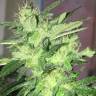 семена конопли для курения Kosher Kush regular Reserva Privada
