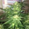 семена конопли для выращивания Kosher Kush regular Reserva Privada