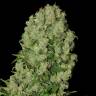семена конопли курьером White Russian regular Serious Seeds семена конопли курьером White Russian regular Serious Seeds