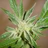 семена конопли Россия White Russian regular Serious Seeds семена конопли Россия White Russian regular Serious Seeds