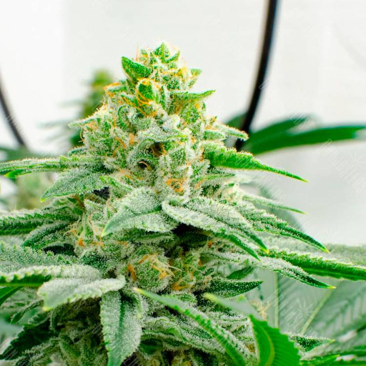 Семена конопли в России Kerosene Krash feminised Ganja Seeds Семена конопли в России Kerosene Krash feminised Ganja Seeds