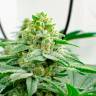 Семена конопли в России Kerosene Krash feminised Ganja Seeds Семена конопли в России Kerosene Krash feminised Ganja Seeds