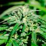 Недорогие семена каннабиса Kerosene Krash feminised Ganja Seeds Недорогие семена каннабиса Kerosene Krash feminised Ganja Seeds