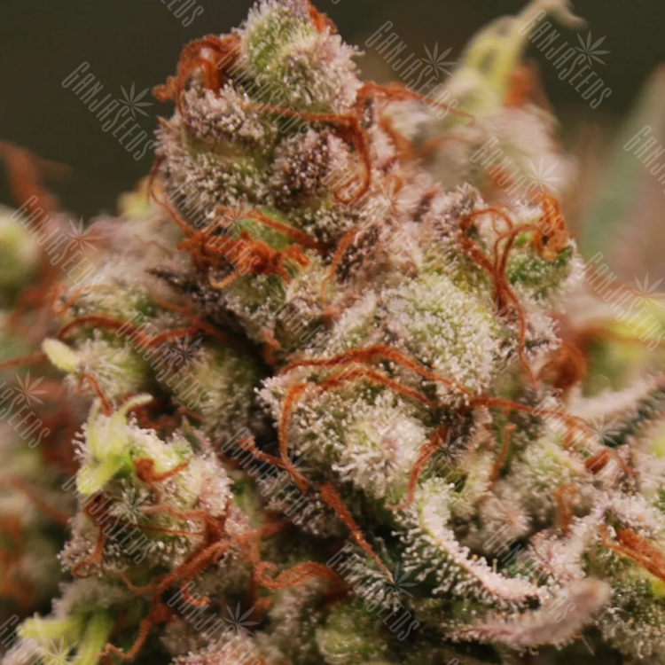 Skunk Amsterdam feminised Ganja Seeds Skunk Amsterdam feminised Ganja Seeds