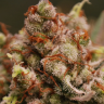 Skunk Amsterdam feminised Ganja Seeds Skunk Amsterdam feminised Ganja Seeds