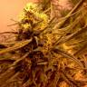 где можно заказать семена конопли Grapefruit Alpha Dog feminised где можно заказать семена конопли Grapefruit Alpha Dog feminised