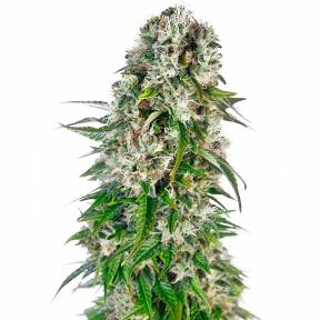 Baikonur feminised Bang Seeds