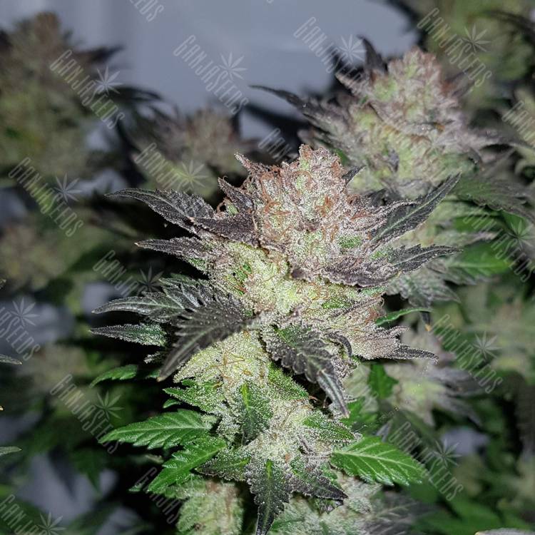 семена конопли медицинской Auto Critical + regular семена конопли медицинской Auto Critical + regular
