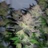 семена конопли медицинской Auto Critical + regular семена конопли медицинской Auto Critical + regular