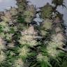 семена конопли марихуаны Auto Critical + regular семена конопли марихуаны Auto Critical + regular